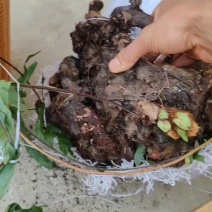 纯野生碎骨补