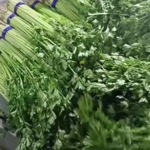 精品香芹，精挑细选，按需分装，保证质量，欢迎来电