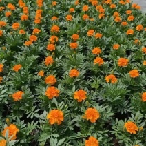 孔雀草