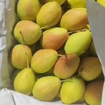 红香酥梨