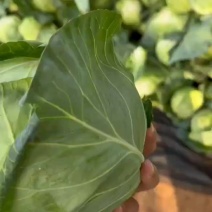 精品有货，二斤左右，大量有货，需要的联系，价格不高，质量