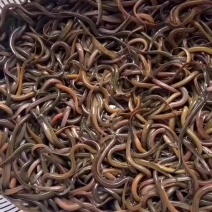 精品黄鳝苗批发