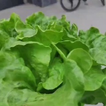 精品生菜
