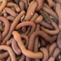 烟台沙肠沙虫海肠蛏子