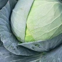 千亩平包菜，一手货源，可对接各大批发市场，商超，电商平台