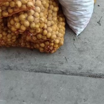 蜜梨二两以上山地蜜梨