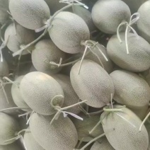 山东头茬25哈密瓜