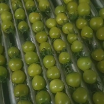 山东青甜唐伯虎小西红柿大量上市