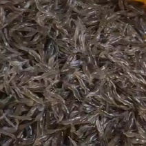 河虾，虾饼专用虾，冻版/冰鲜发货，品质很好，看上联系我