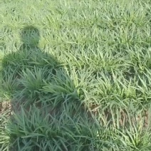 大量红根韭菜头刀韭菜