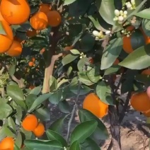 桂林夏橙