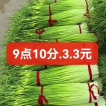 杞县新鲜蒜苔大量上市，支持代收代发，电商一件代发