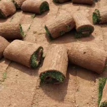 混播草坪草，剪股颖草坪草