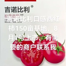 普罗旺斯，吉诺比利，口感西红柿，150亩