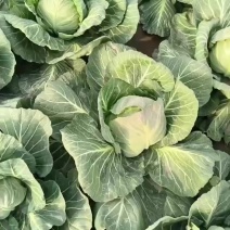 陕西渭南大荔玻璃脆花白大量上市，一手货源，代发全国