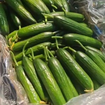 山东菏泽曹县水果黄瓜，精品黄瓜，承接各类包装