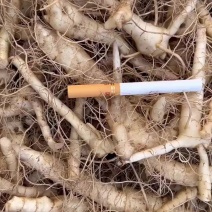 药材黄精种苗