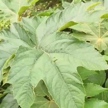 大通草苗基地
