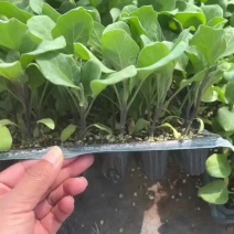 青茄子苗，品种齐全，基地直发，支持全国发货