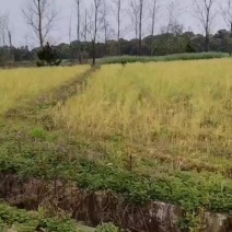 沙地，旱地出租，103亩，可以种植中药材，等经济作物，