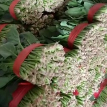 精品菠菜大量供货