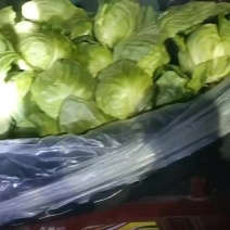 精品甘蓝大量供货，基地直发，电商供货。