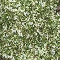 洋槐花新鲜洋槐花产地一手货源洋槐花，可以一边代发顺丰
