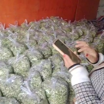 羊槐花