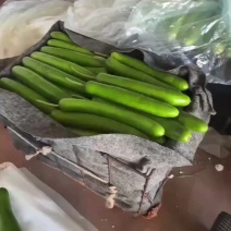 精品瓠子，条形好，颜色绿，支持视频看货，代发全国市场