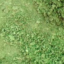 干鸡粪无土无杂水泥地凉晒