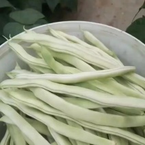 白不老芸豆