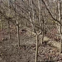 4公分精品山楂树