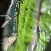 精品茼蒿，