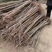 榆树苗