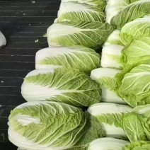 黄心大白菜大量上市，电商，市场。需要的老板联系