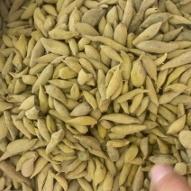 金丝郁金大货批发一手货源