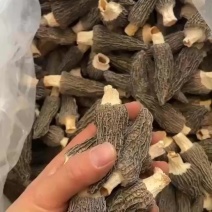 5到9羊肚菌大货批发一手货源