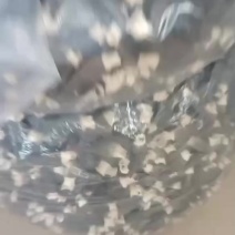 羊肚菌