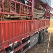 杨树苗需要联系
