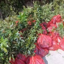 木荷苗，木荷杯苗，大量供应批发