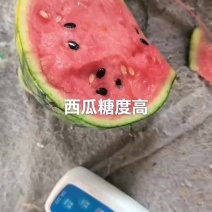 2026春季，小糖丸西瓜，小吊瓜，2k西瓜，冰糖子西瓜