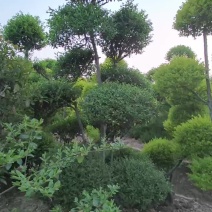 亮晶女贞造型树价格便宜质量保证
