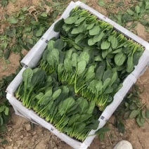 精品三排小菠菜