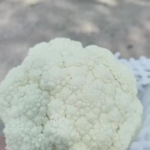 云南花菜