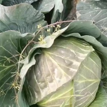 扁甘蓝紧包菜厚皮莲花白