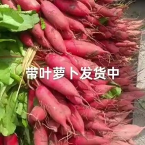费县精品萝卜，红皮萝卜，水果萝卜，爽脆可口，产地直供