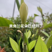 黄桷兰鲜花花朵新鲜采摘