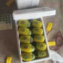 金冠，绿美人，花美人，山东潍坊甜瓜