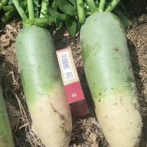 青萝卜已上市口感很好价格便宜个头不大不小颜色青耐运输