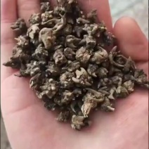 猫爪草种植货